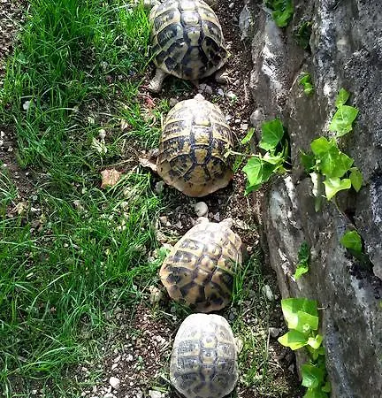 Stone 1850 Affittacamere