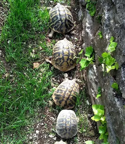 Stone 1850 Guest house